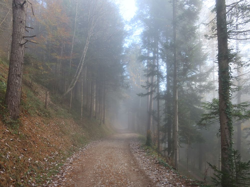 Waldweg im Nebel