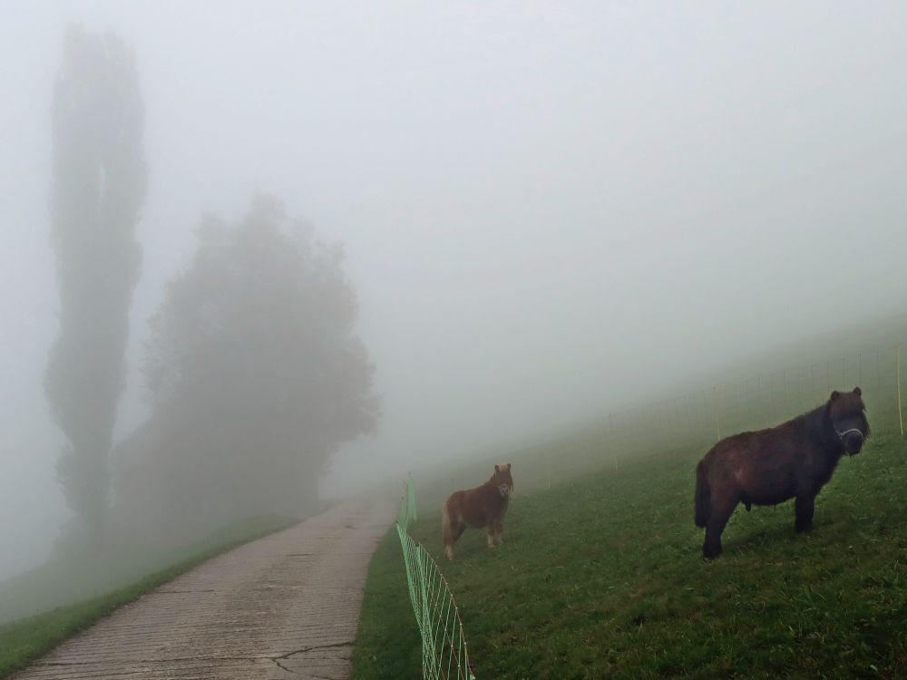 Ponys im Nebel