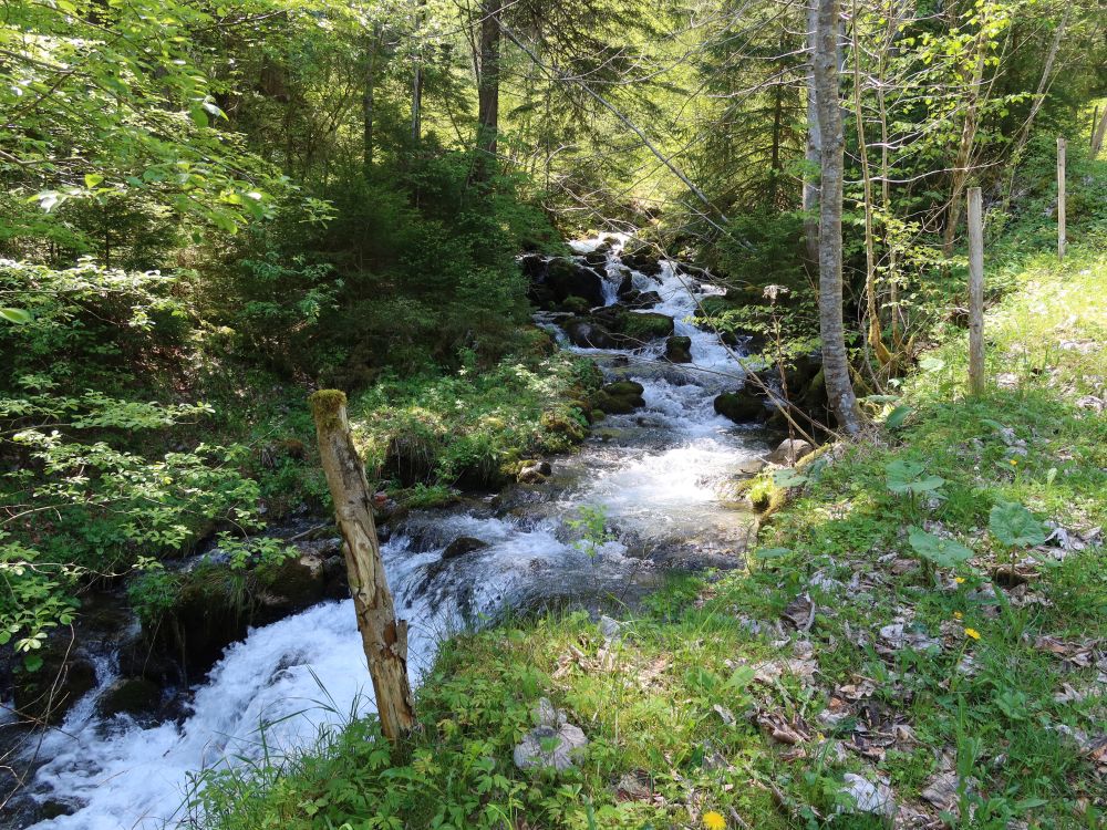 Meerenbach bei Holz