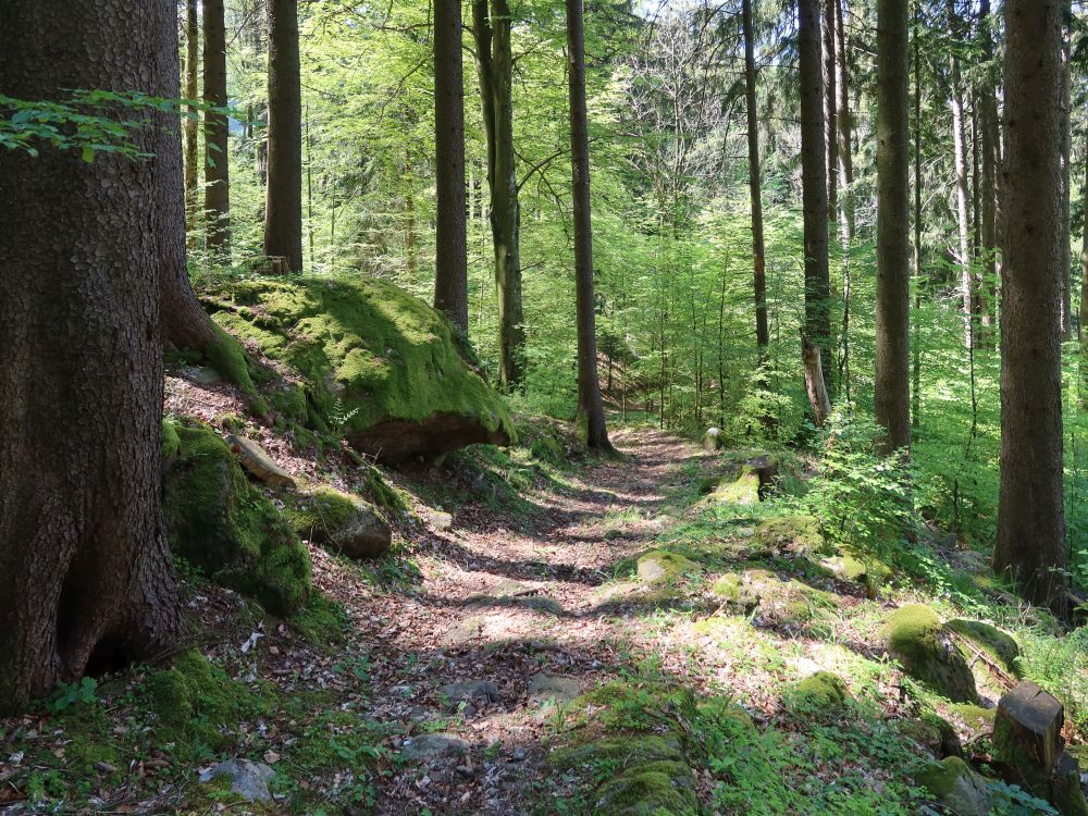 Waldpfad