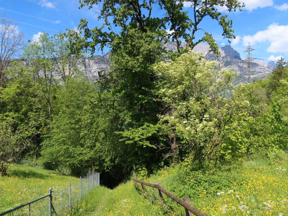 Wiesenpfad bei Geissegg