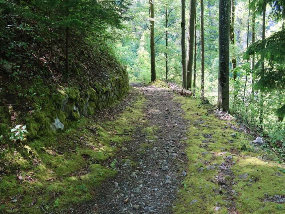 Waldweg