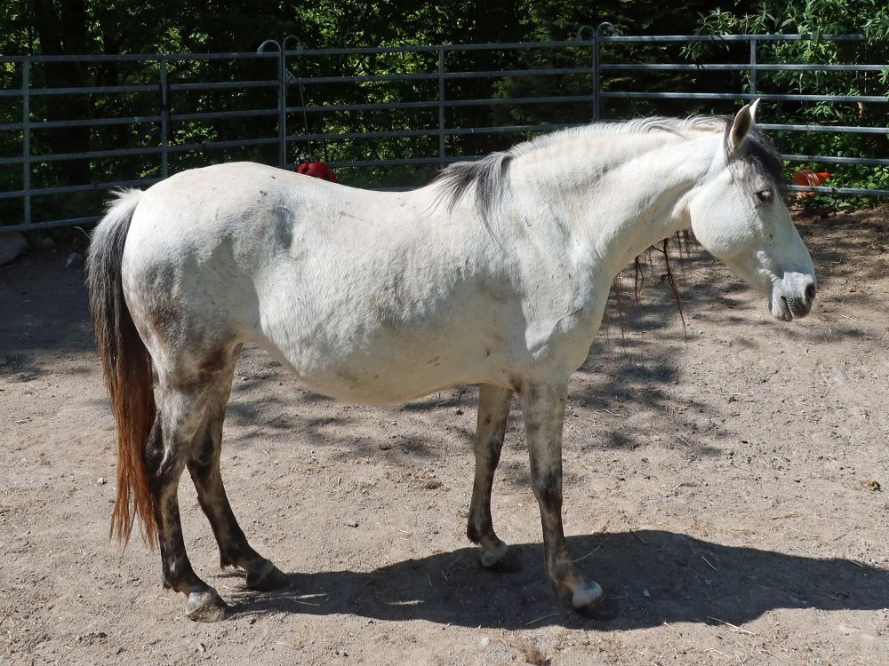 Pferd bei Tobel