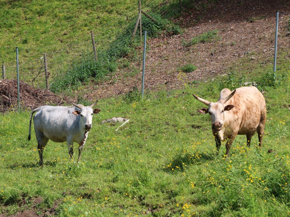 Rinder bei Tobel