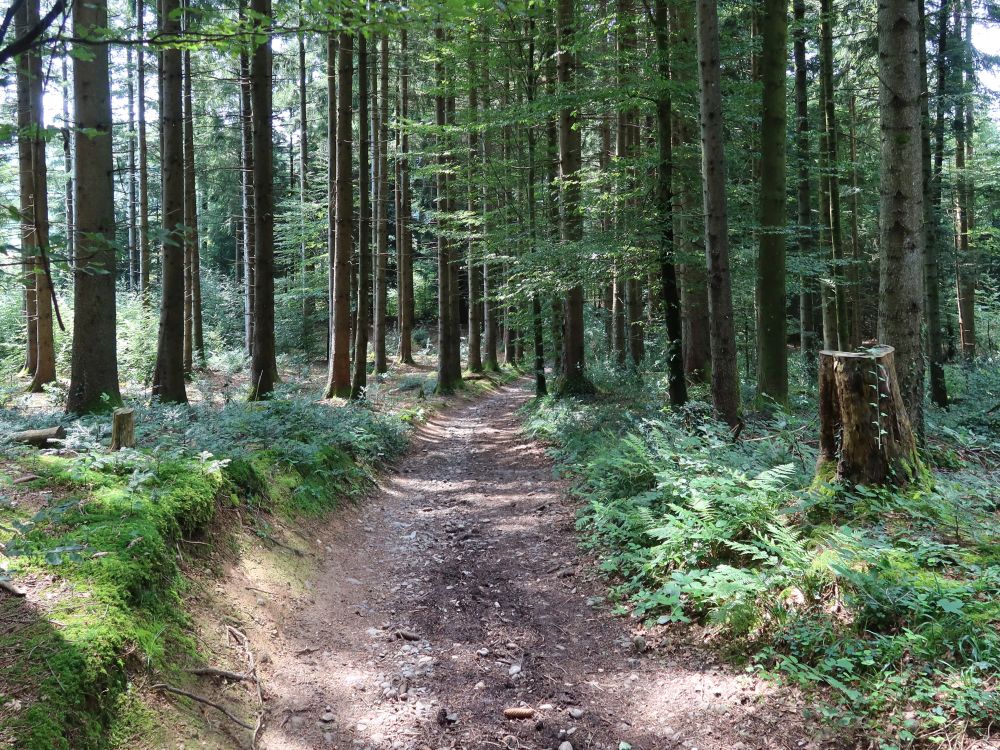 Waldweg