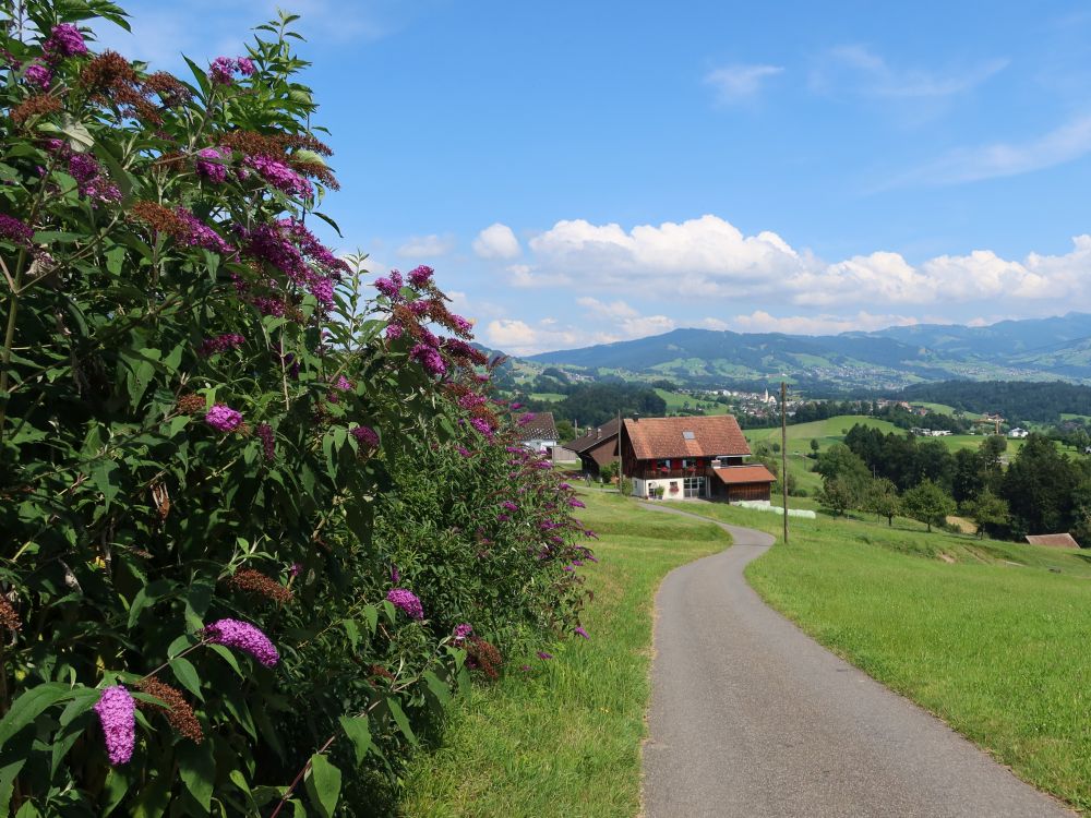 Schmetterlingsstrauch an der Delggstrasse