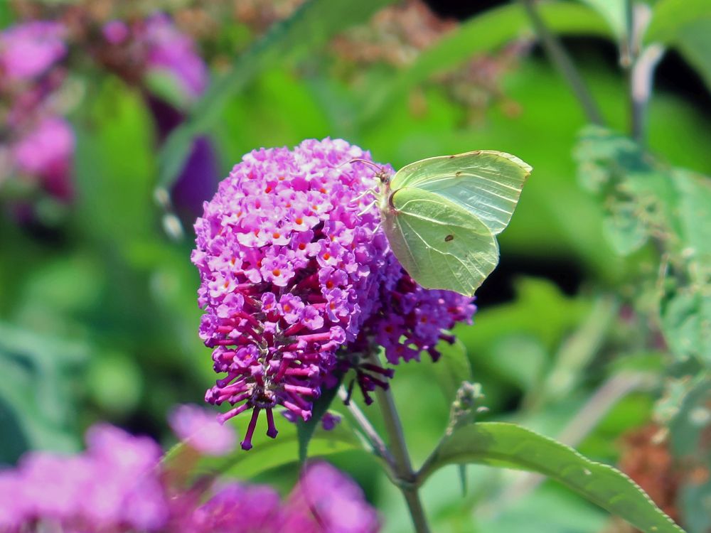 Schmetterling Zitronenfalter