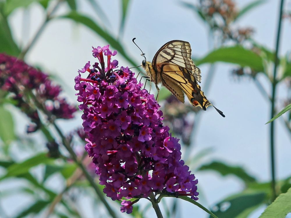 Schmetterling Schwalbenschwanz