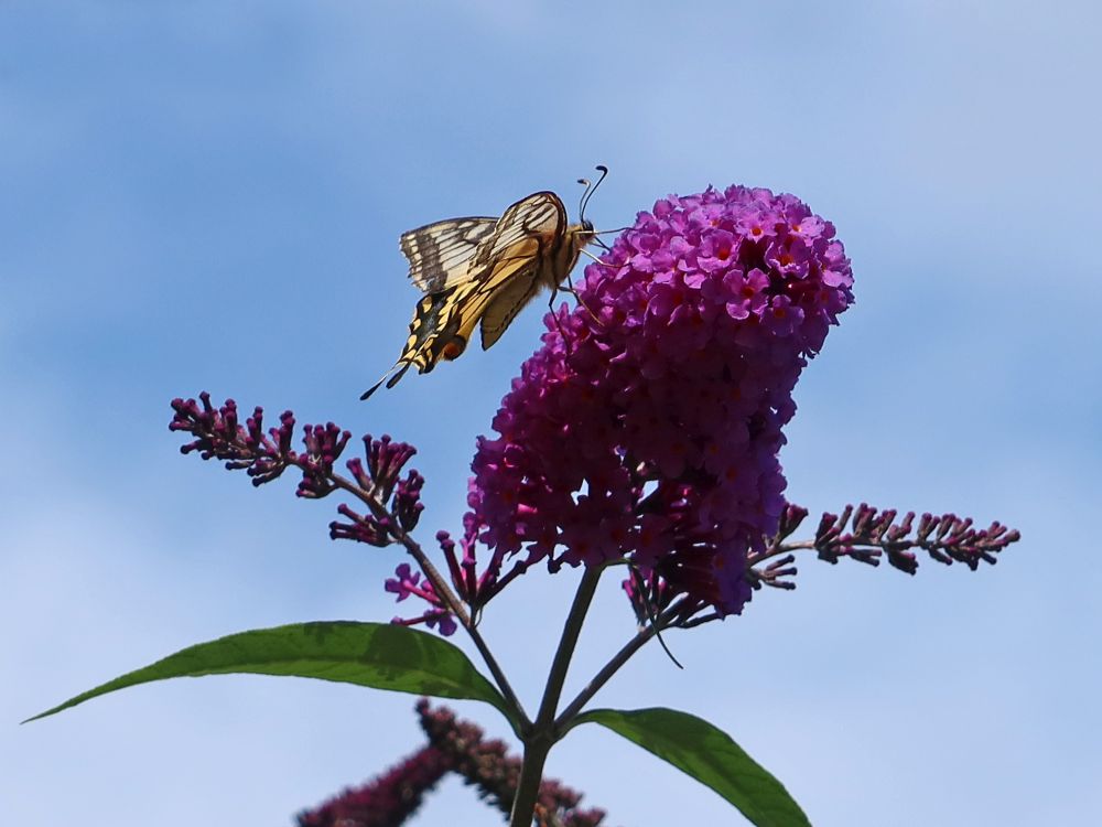 Schmetterling Schwalbenschwanz