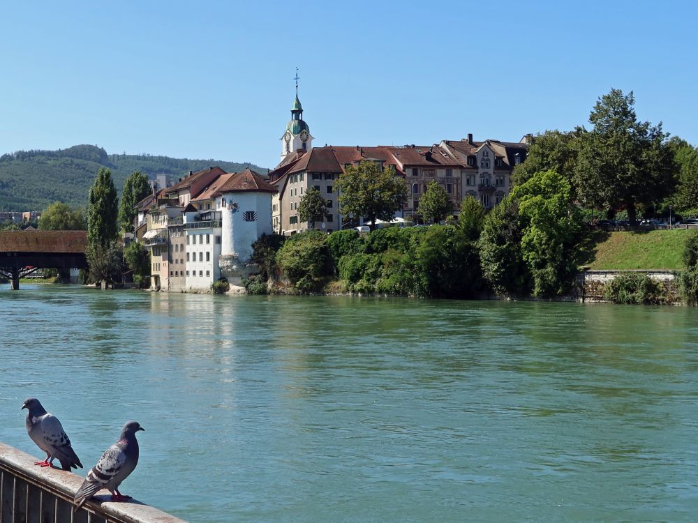 Olten Altstadt an der Aare mit Tauben