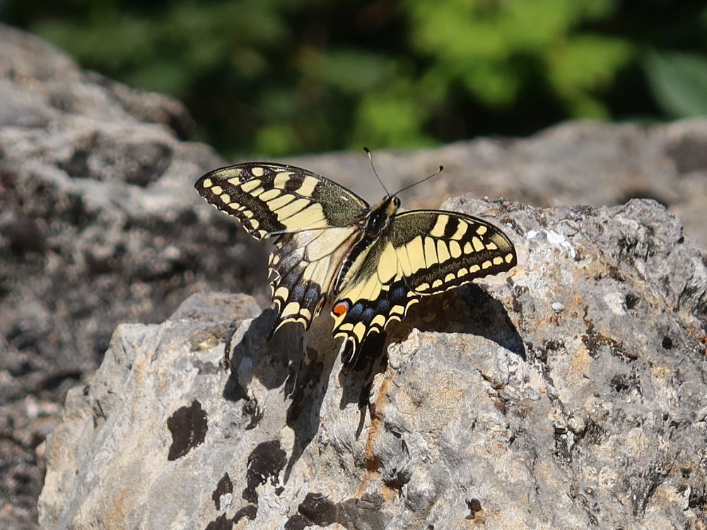 Schmetterling Schwalbenschwanz