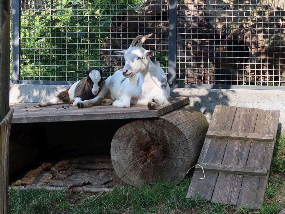 Ziegen  im Wildpark Mühletäli