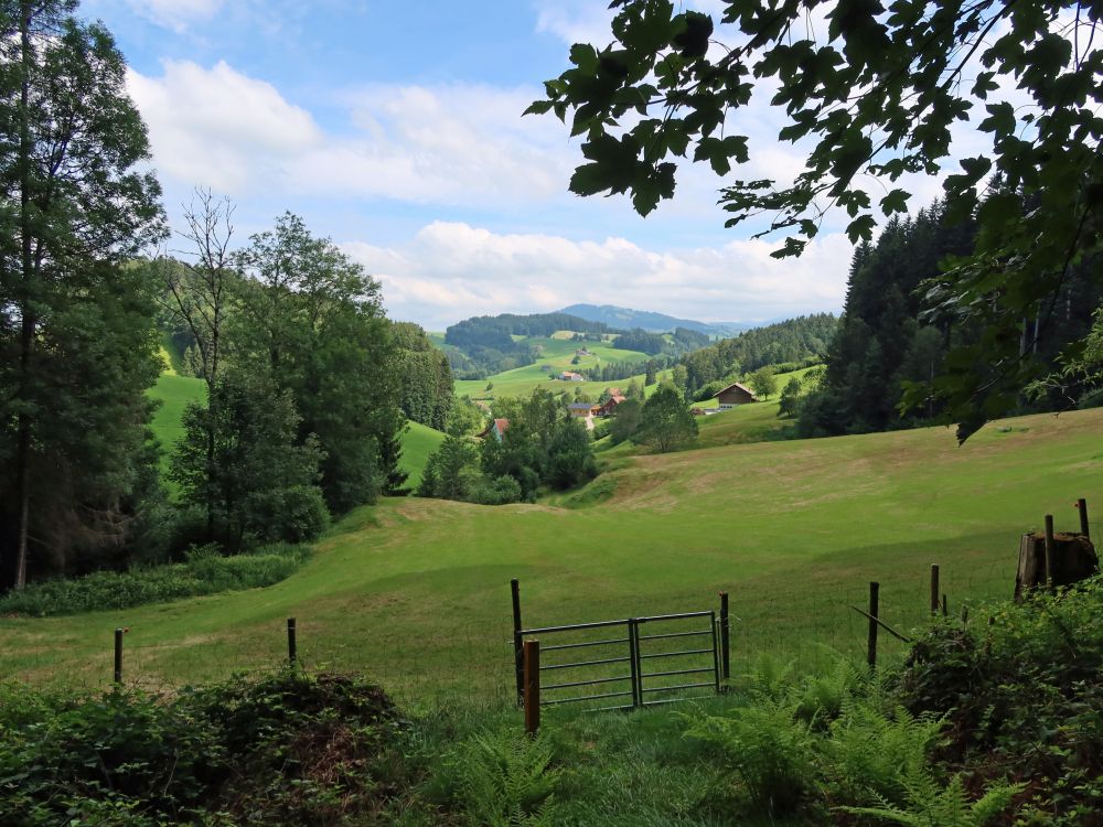 Blick Richtung Hundwiler Höhi