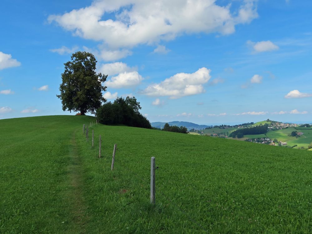 Baum am Nieschberg