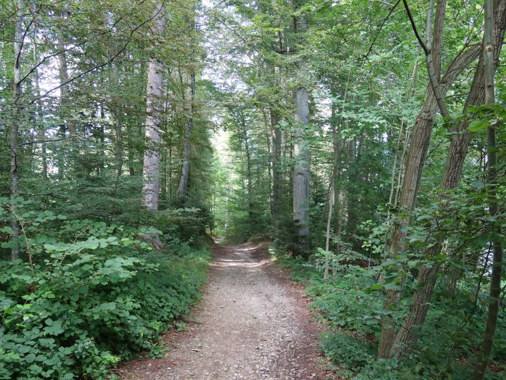 Waldweg