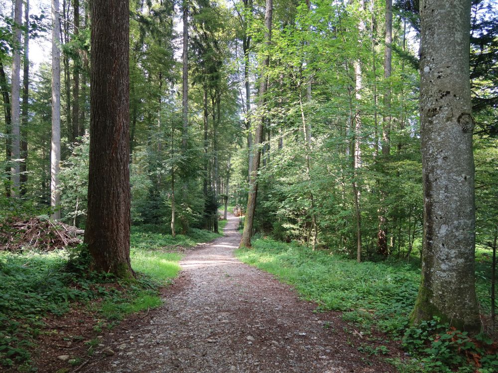 Waldweg