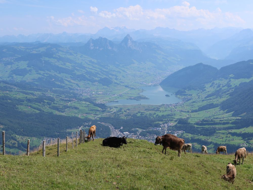 Kühe, Lauerzersee und Mythen