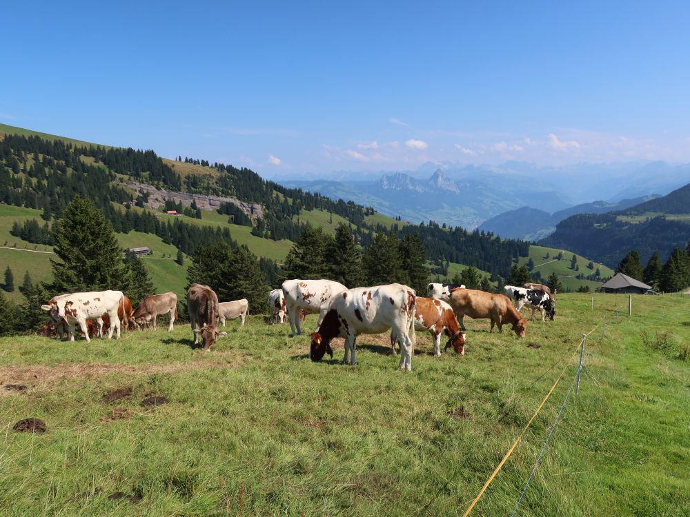 Kuhherde mit Mythen am Horizont