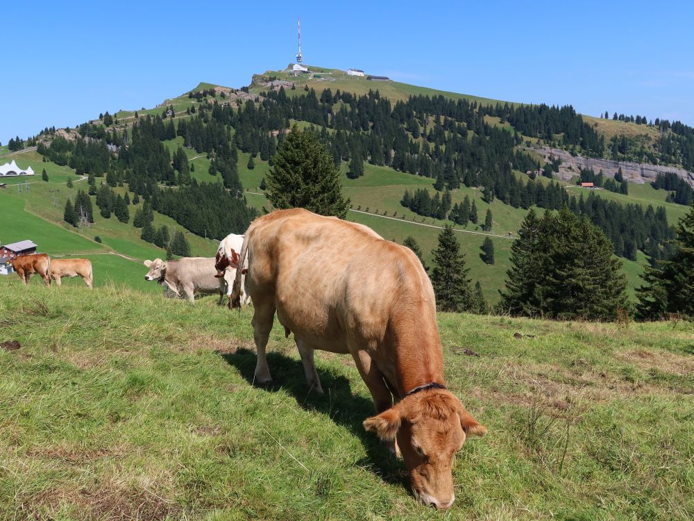 Kühe unter Rigi Kulm