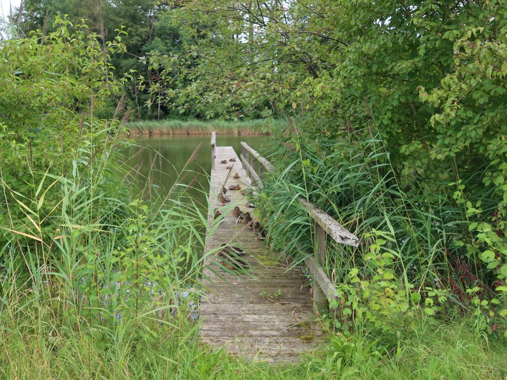 Steg im Unteren Burgweiher