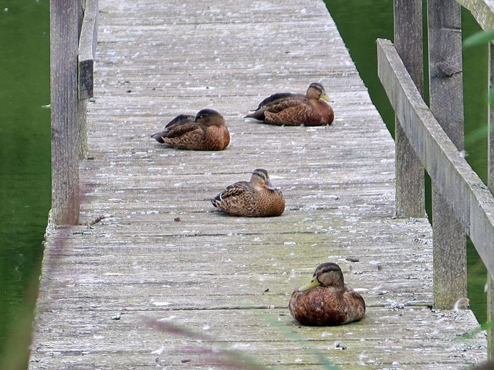 Steg mit Enten