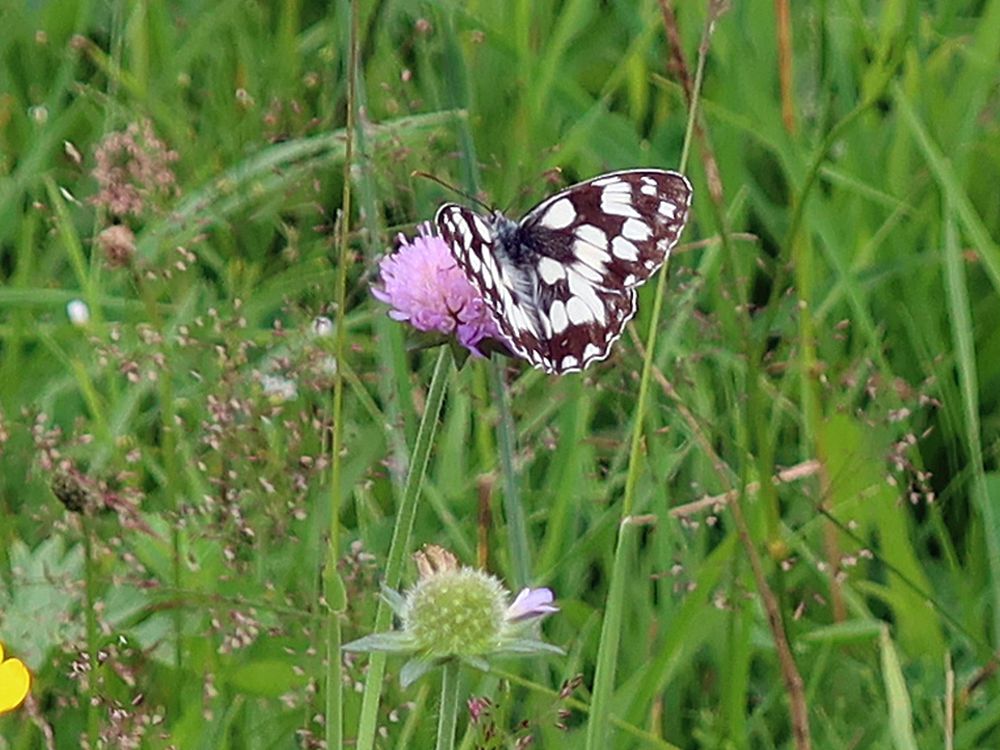 Schmetterling Schachbrettfalter