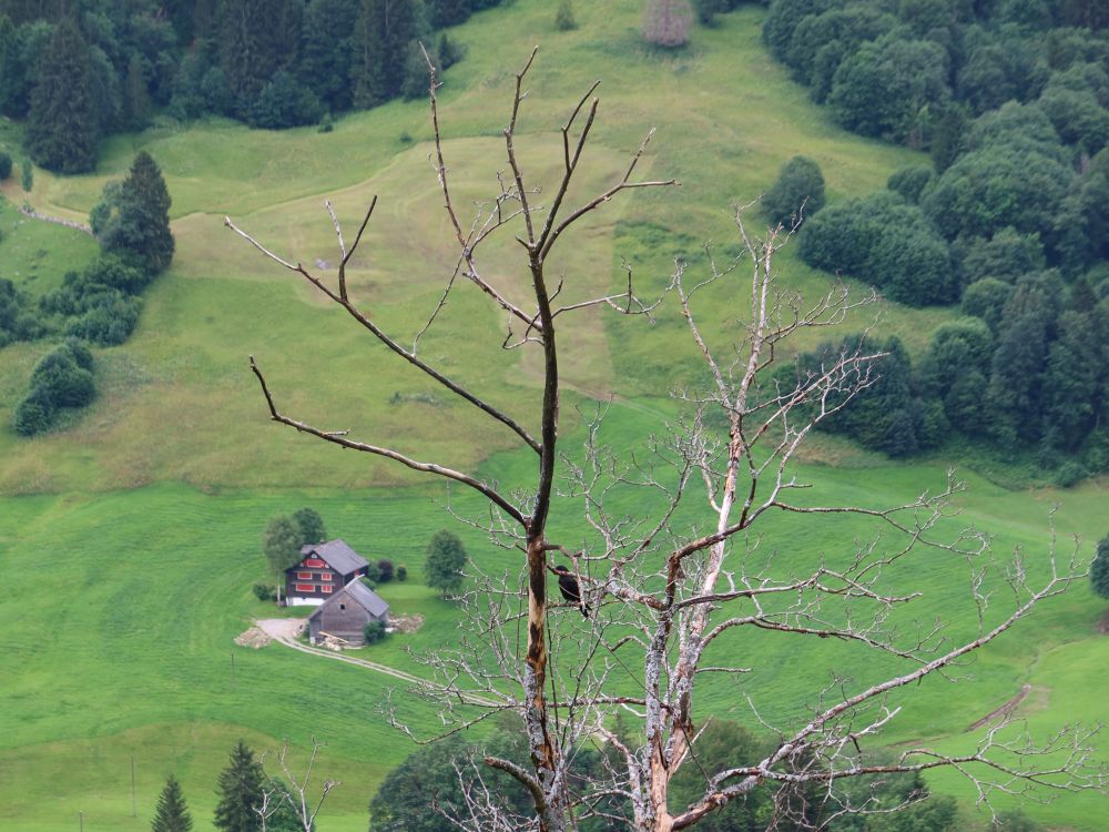 Pantli hinter totem Baum