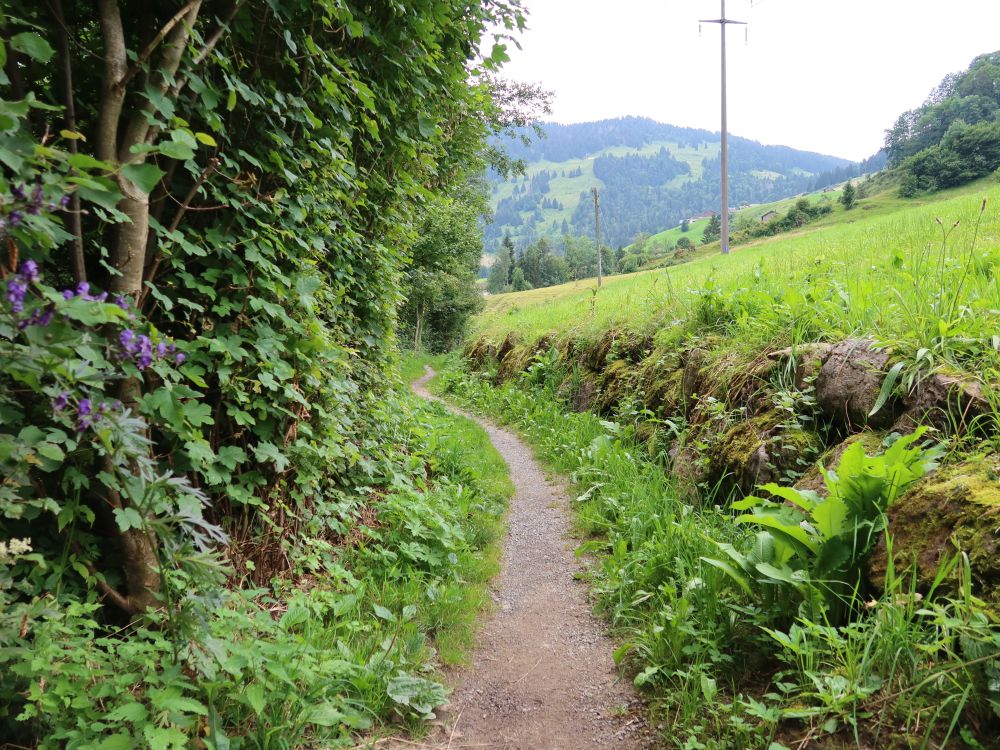 Pfad zwischen Mauer und Hecke