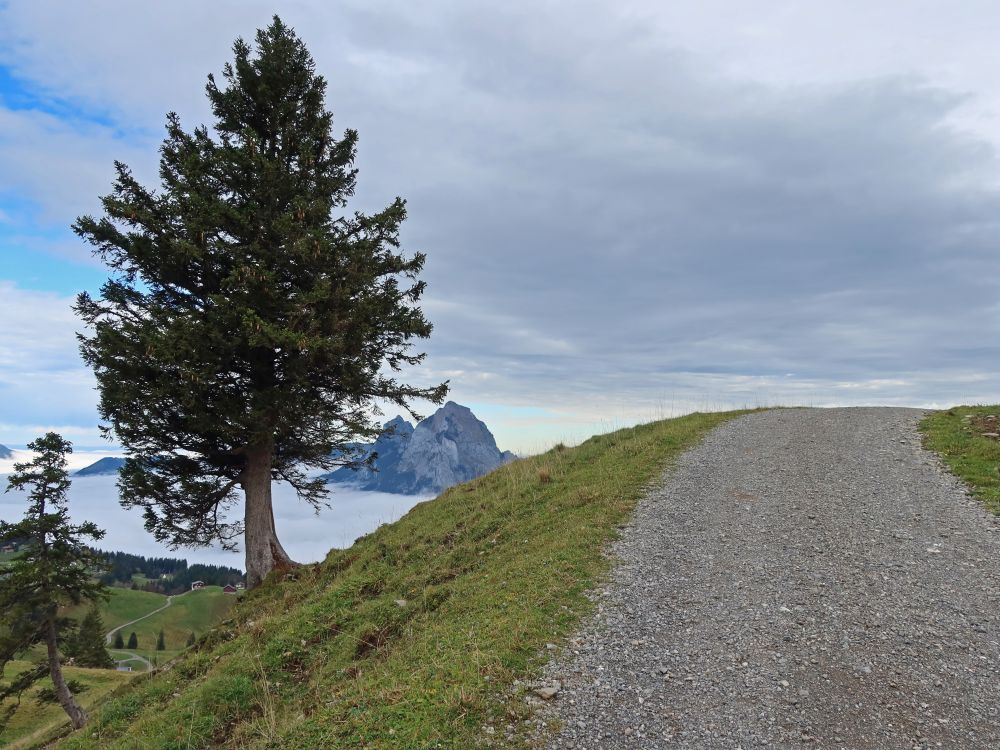 Mythen Zwischen Baum und Weg