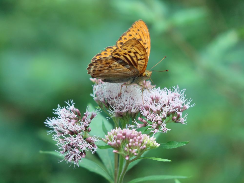 Schmetterling Kaisermantel