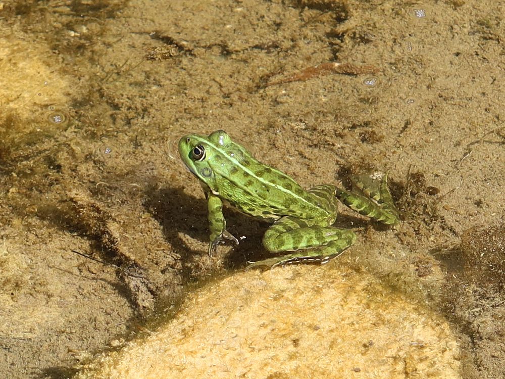 Frosch