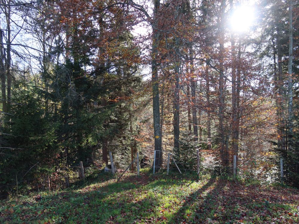 Sonne zwischen den Bäumen