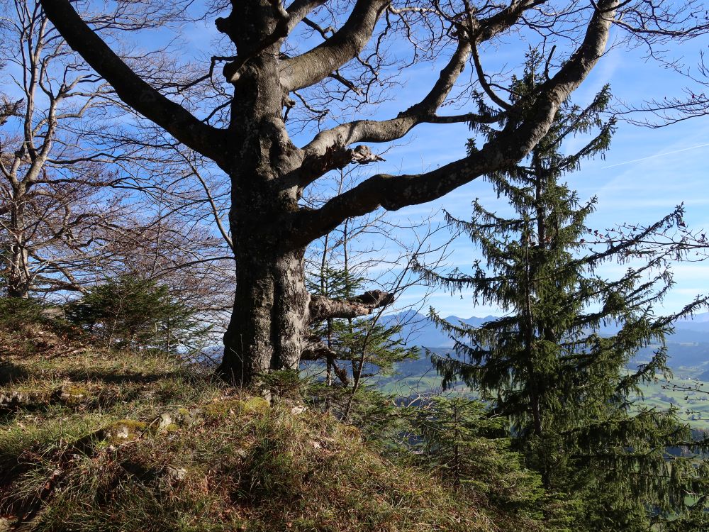 Säntis zwischen den Ästen