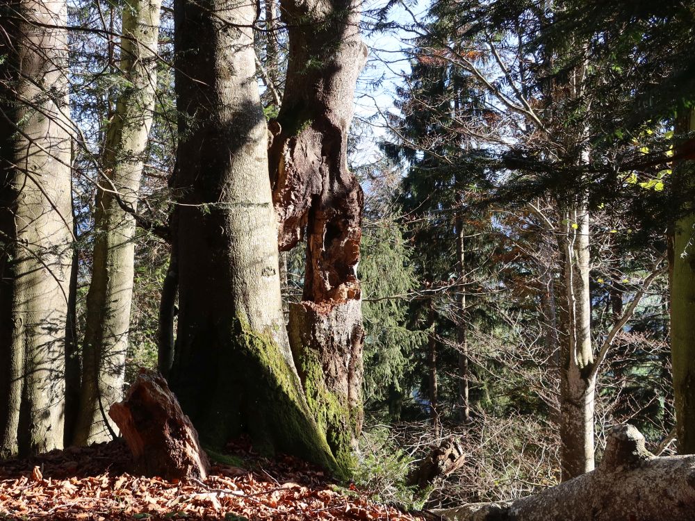 Loch im Baumstamm