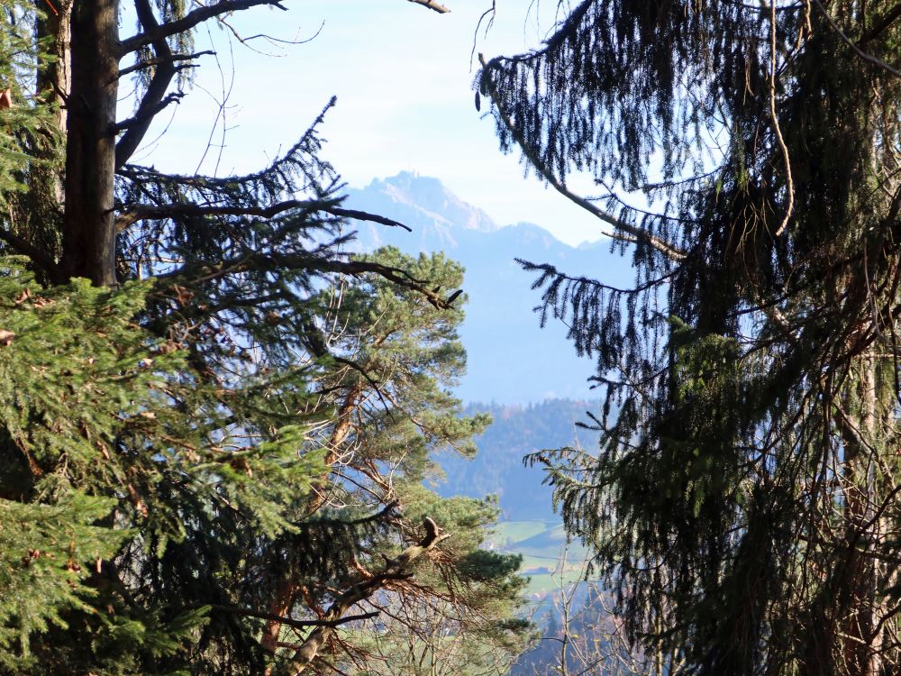 Säntis in der Baumlücke