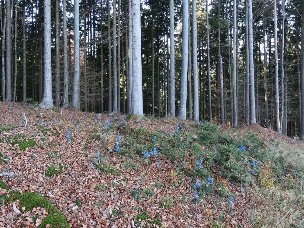 blaue Sprösslinge