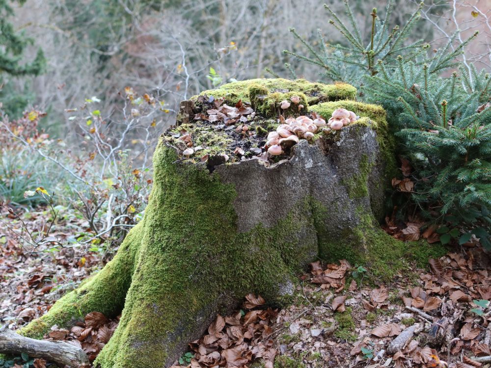 Pilze auf Baumstumpf