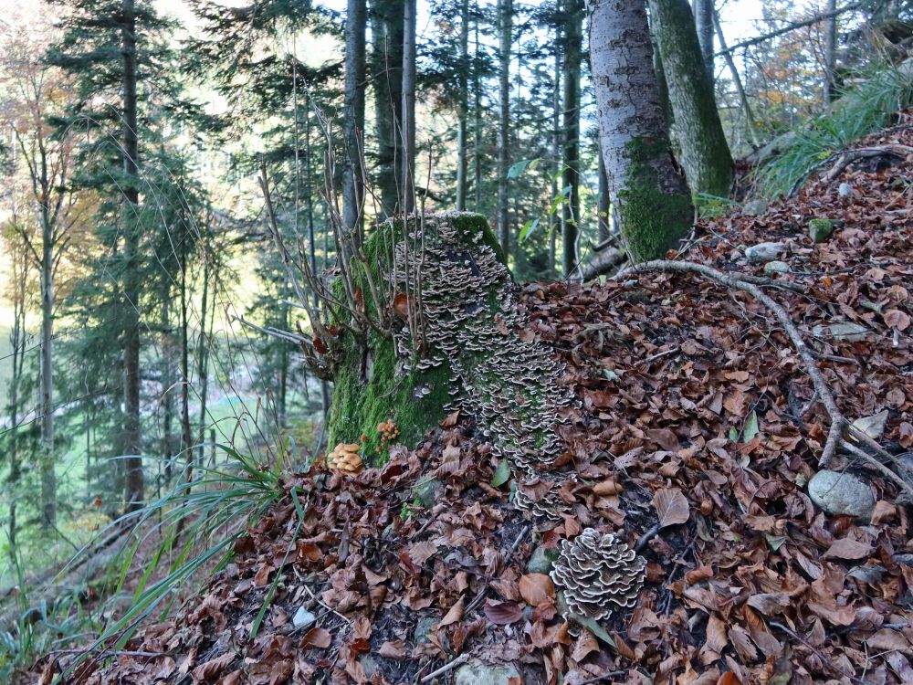 Pilze auf Baumstumpf