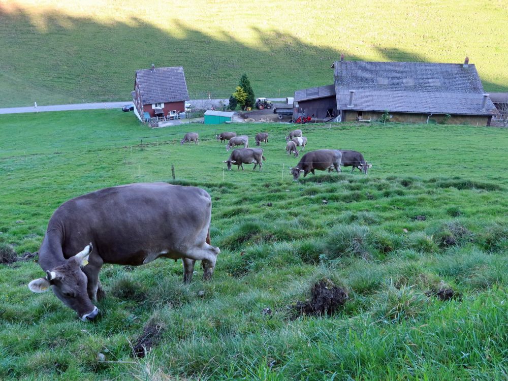 Kühe über Chubelboden