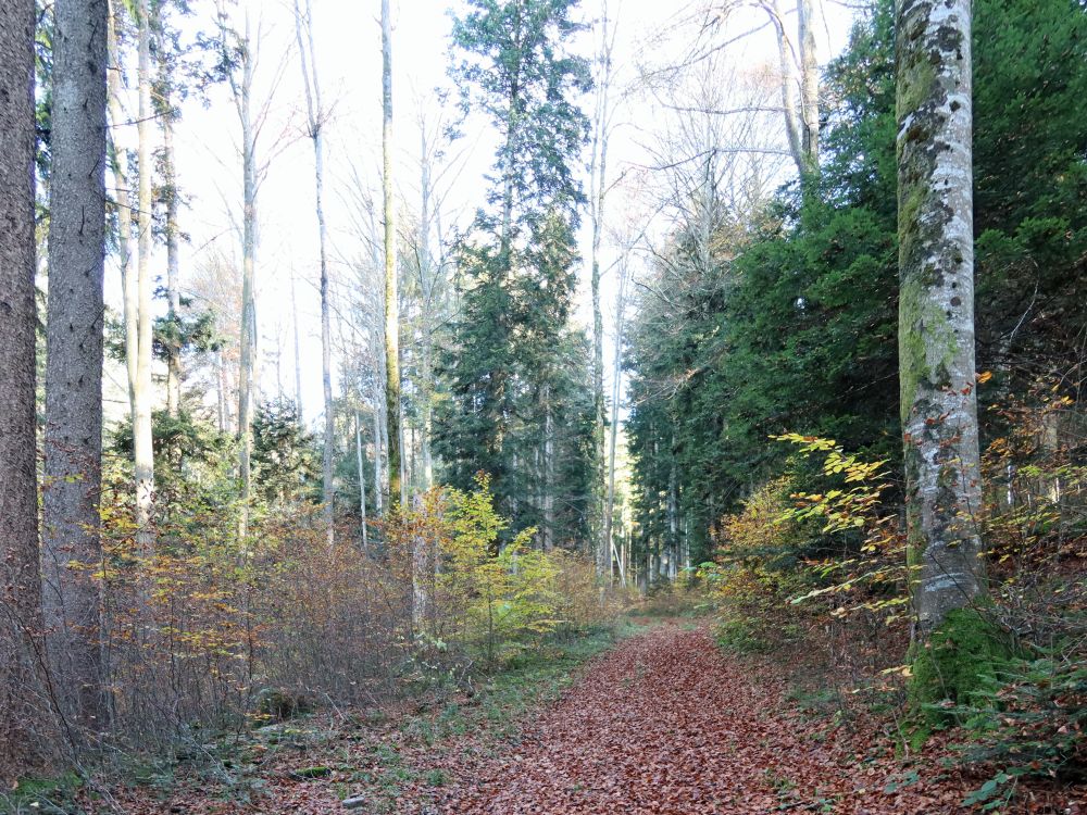 Waldpfad