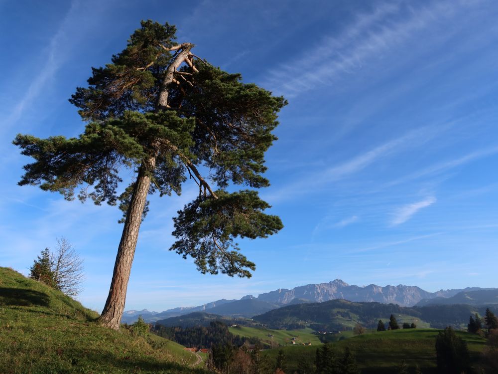 schräger Baum mit Säntis