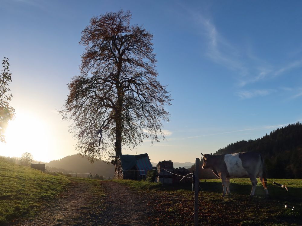 Kuh und Baum im Gegenlicht