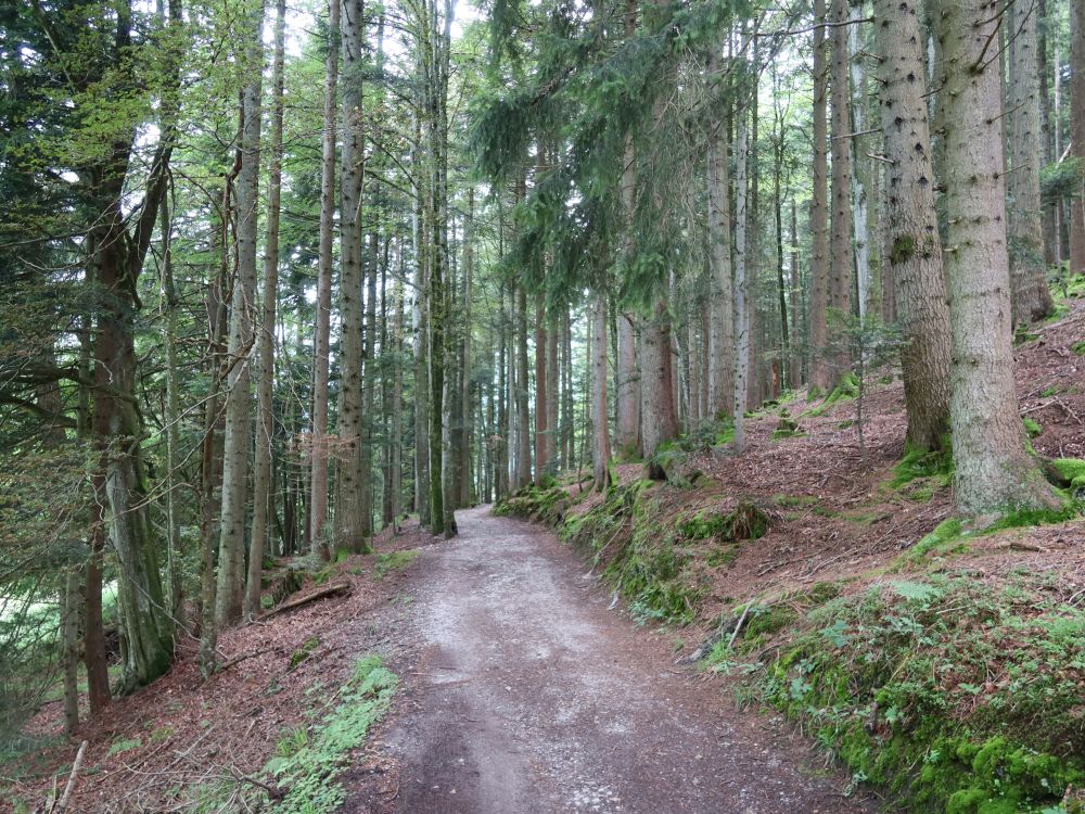 Waldweg