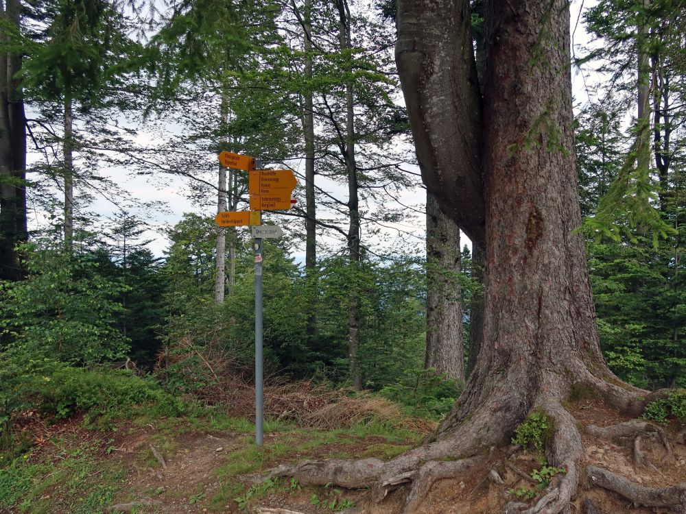 Wanderwegweiser und dicker Baum