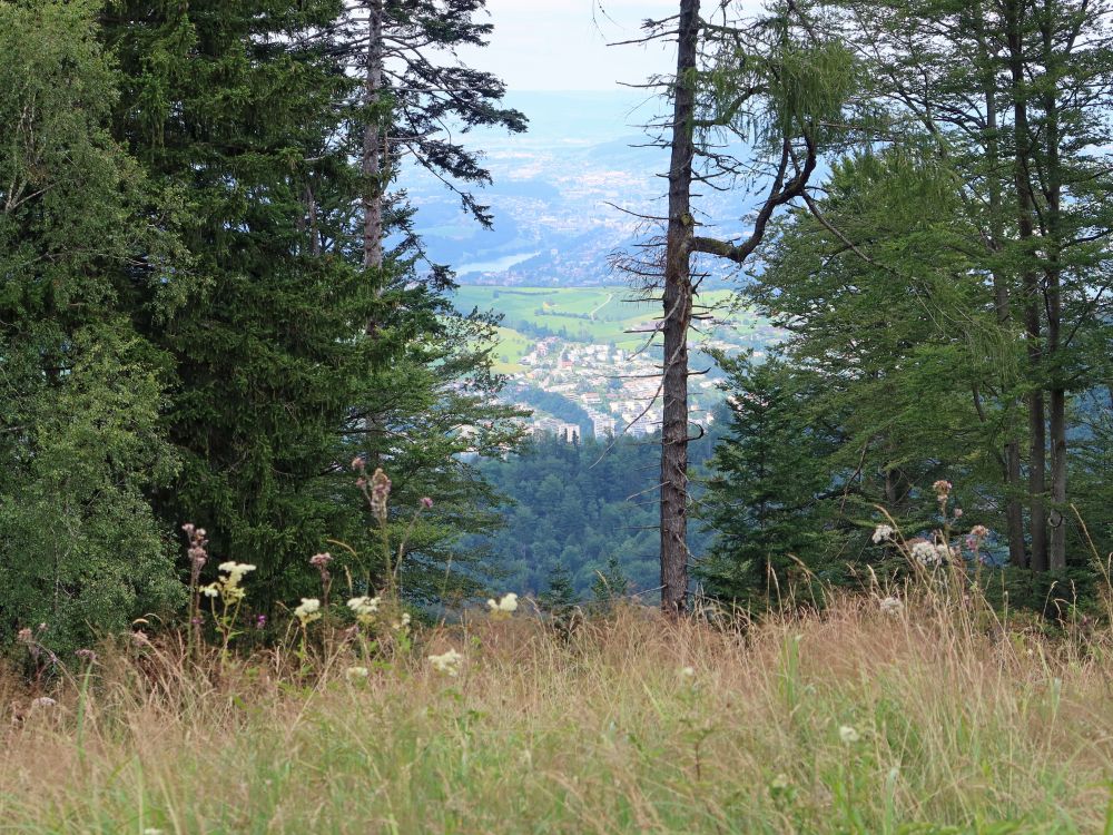 Blick durch eine Baumlücke Richtung Rotsee