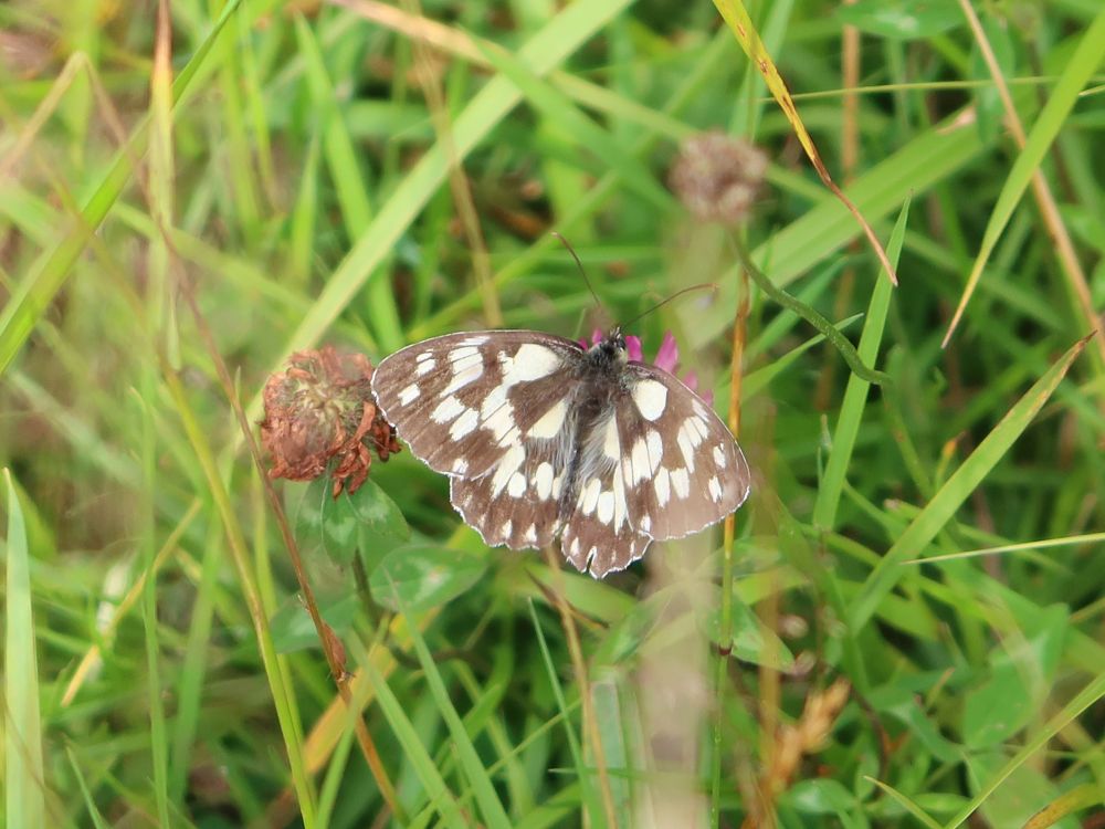 Schmetterling Schachbrettfalter