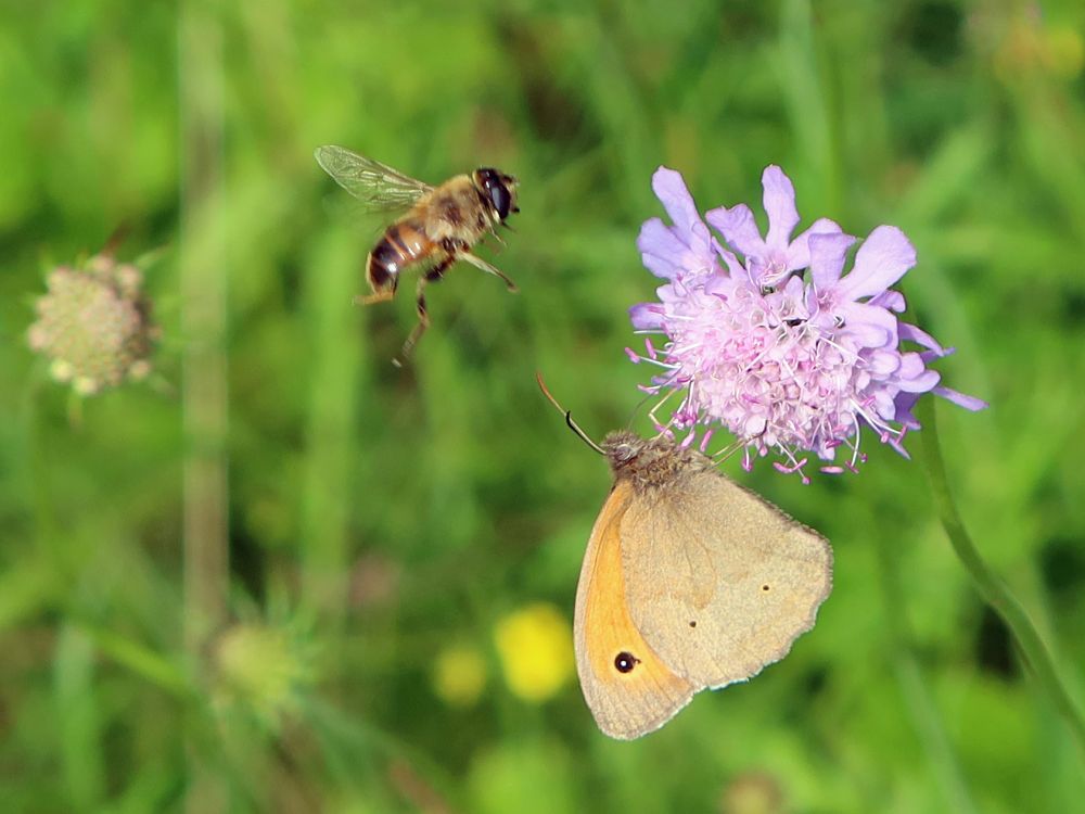 Schwebfliege und Schmetterling Ochsenauge