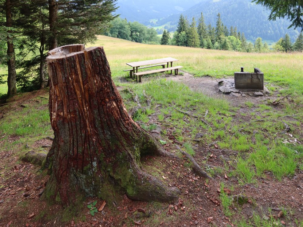 Hohler Baumstumpf am Grillplatz