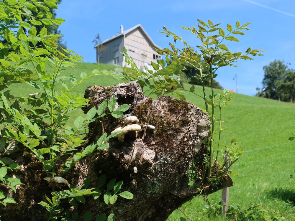 Pilze und neue Triebe auf Baumstumpf