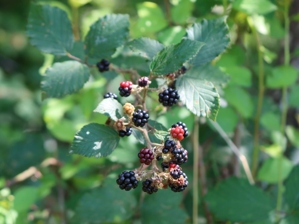 Brombeeren